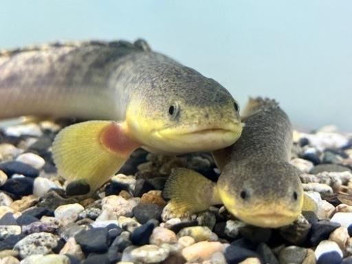 ポリプテルス　各種　売ります