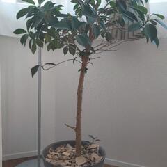 観葉植物  フィカスナナ