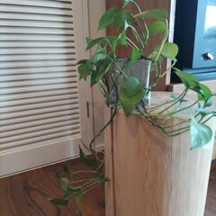 観葉植物