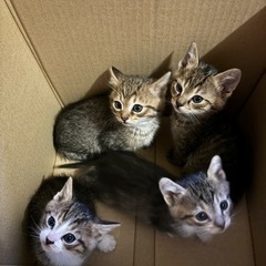 ずっとの家探し - 函館市