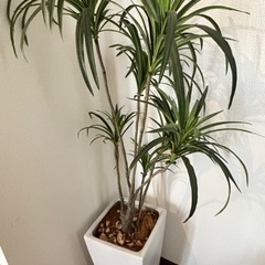 人工観葉植物　フェイク　