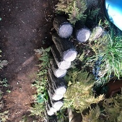 擬木　丸太風　コンクリ丸太　園芸　植木　土留め　池　盆栽の画像