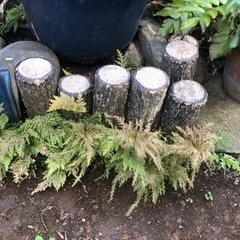 擬木　丸太風　コンクリ丸太　園芸　植木　土留め　池　盆栽の画像