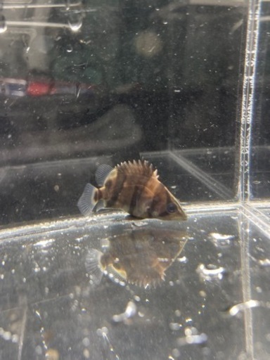 ダトニオ　リアルバンド　4センチ