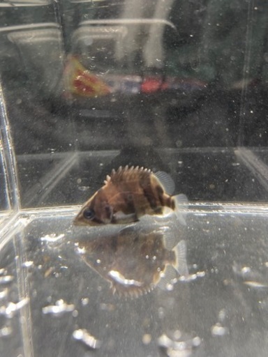 ダトニオ　リアルバンド　4センチ