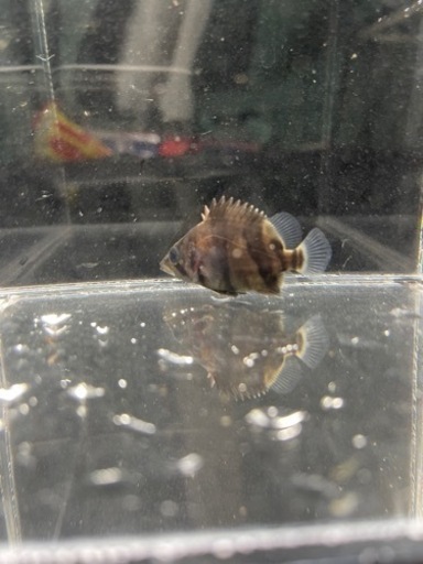 ダトニオ　リアルバンド　4センチ