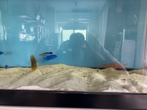 海水魚(熱帯魚)  14匹