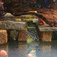 残り５匹となりました！インペリアルゼブラプレコ3匹11100円の画像