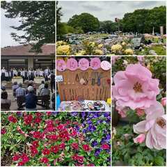 ■2024.5.18(土）19（日）狭山市智光山公園バラフェスタフリマ　●■●汽車ポッポ●■● - イベント