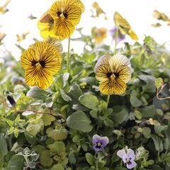 根っこのついた植物をブーケのように束ねて寄せ植えする、ブリコラージュフラワー教室です。の画像