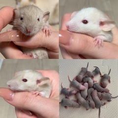 ファンシーラットベビー