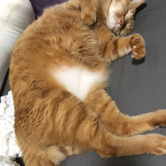 至急お願いします！　去勢済み　かぎしっぽ　完全室内飼い