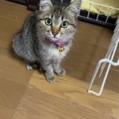 交通事故にも、負けない！ラッキー子猫あずきちゃん