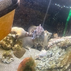 クエ　海水魚　の画像