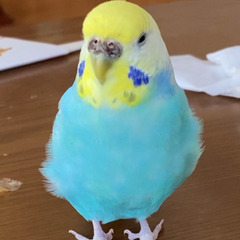 迷いインコを探しています！情報をください！