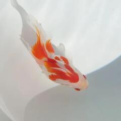 完売🙇🐟飯田産　更紗琉金🐟 約１０センチ 更紗柄がとてもキレイな...