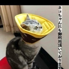 新品未使用　エリザベスカラーの画像