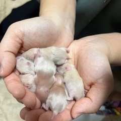 ゴールデンハムスター①