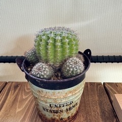 サボテン🌵多肉植物✨の画像