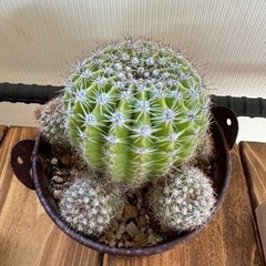 サボテン🌵多肉植物✨の画像