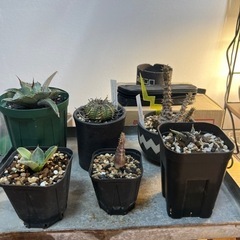 塊根植物まとめて！