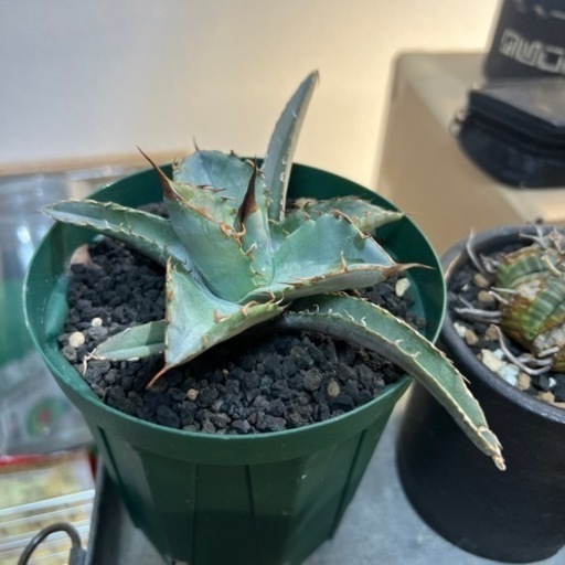 塊根植物まとめて！