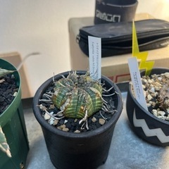 塊根植物まとめて！の画像