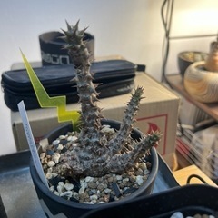 塊根植物まとめて！の画像