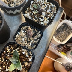 塊根植物まとめて！の画像