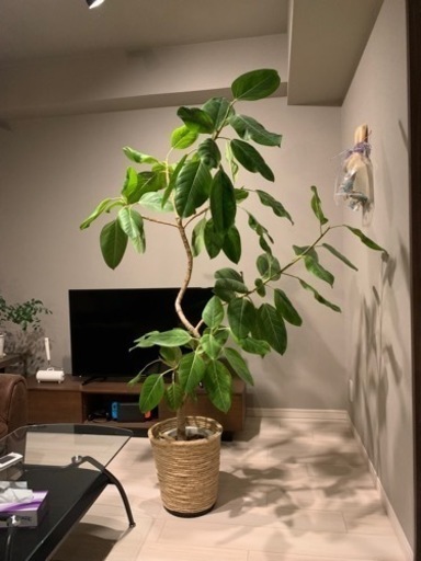 【観葉植物】フィカスアルテシマ