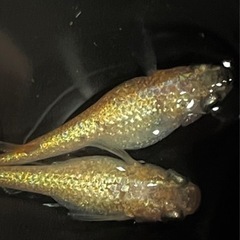 大人気‼️感謝を込めて値下げして増量します🉐琉めだか⭐️サバンナ様最新品種⭐️サンシャイン🤩🤩有精卵15➕保証分🉐の画像