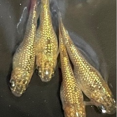 大人気‼️感謝を込めて値下げして増量します🉐琉めだか⭐️サバンナ様最新品種⭐️サンシャイン🤩🤩有精卵15➕保証分🉐の画像