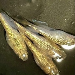 大人気‼️感謝を込めて値下げして増量します🉐琉めだか⭐️サバンナ様最新品種⭐️サンシャイン🤩🤩有精卵15➕保証分🉐の画像