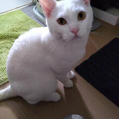 オスの里親募集です。