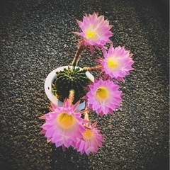 サボテン🌵多肉植物✨の画像