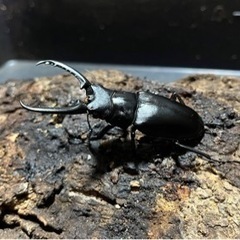 4頭セット　ギラファノコギリクワガタの画像