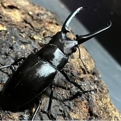 4頭セット　ギラファノコギリクワガタの画像