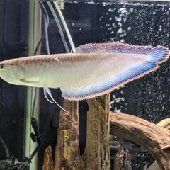 ブラックアロワナ　値下げの画像