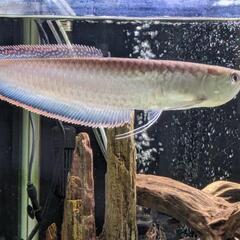 ブラックアロワナ　値下げの画像