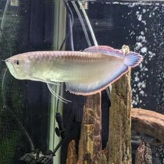 ブラックアロワナ　値下げの画像