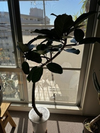 【レア‼️】フィカス　アフリカンプリンス　観葉植物