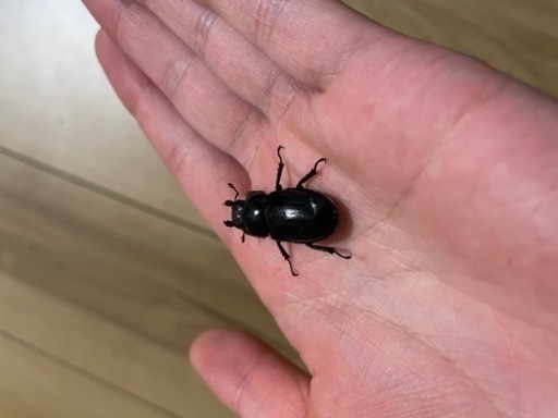 ミクラミヤマ　ペア（御蔵島産）　CBF5 クワガタ