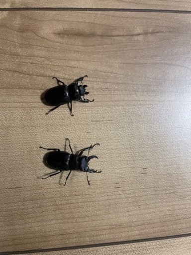 ミクラミヤマ　ペア（御蔵島産）　CBF5 クワガタ