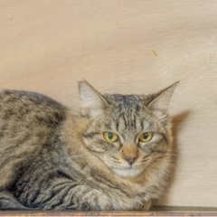 ふわふわ長毛の2023.4月生まれの美人さん　