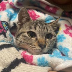 ちょっぴり不安な子猫の女の子「ミャー子」