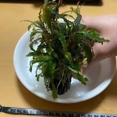 水草　ブセファランドラ