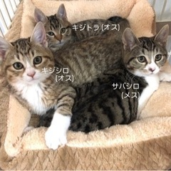 里親さん募集です