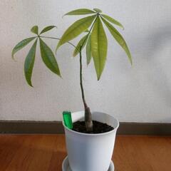 パキラ