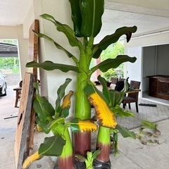 巨大バナナの木の置物　木製　植物　フェイクグリーン