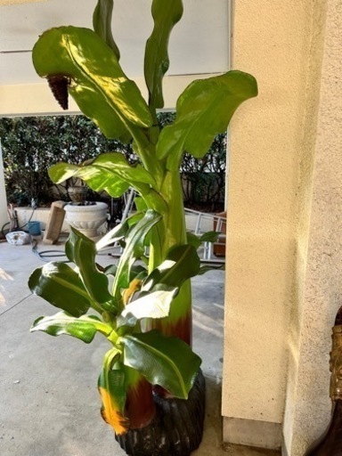 巨大バナナの木の置物　木製　植物　フェイクグリーン
